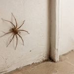 Araignées dans la maison : causes, prévention et solutions pour s’en débarrasser