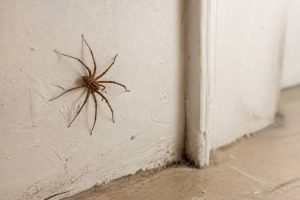 Araignées dans la maison : causes, prévention et solutions pour s’en débarrasser