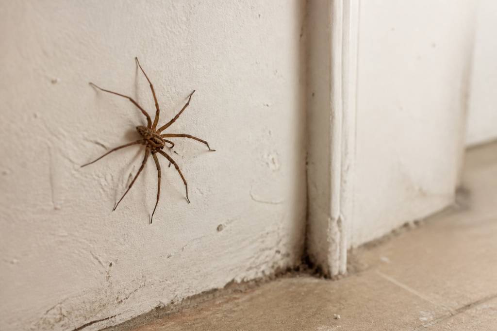 Araignées dans la maison : causes, prévention et solutions pour s’en débarrasser