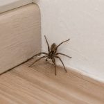 Araignée dans la maison : causes, dangers et solutions pour s’en débarrasser