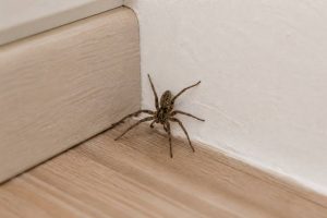Araignée dans la maison : causes, dangers et solutions pour s’en débarrasser