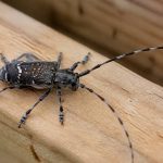 Capricorne vers : comment identifier et traiter une infestation dans une maison