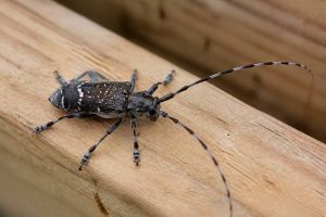 Capricorne vers : comment identifier et traiter une infestation dans une maison