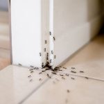 Comment éloigner les fourmies de la maison naturellement et efficacement