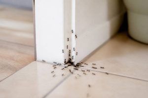 Comment éloigner les fourmies de la maison naturellement et efficacement