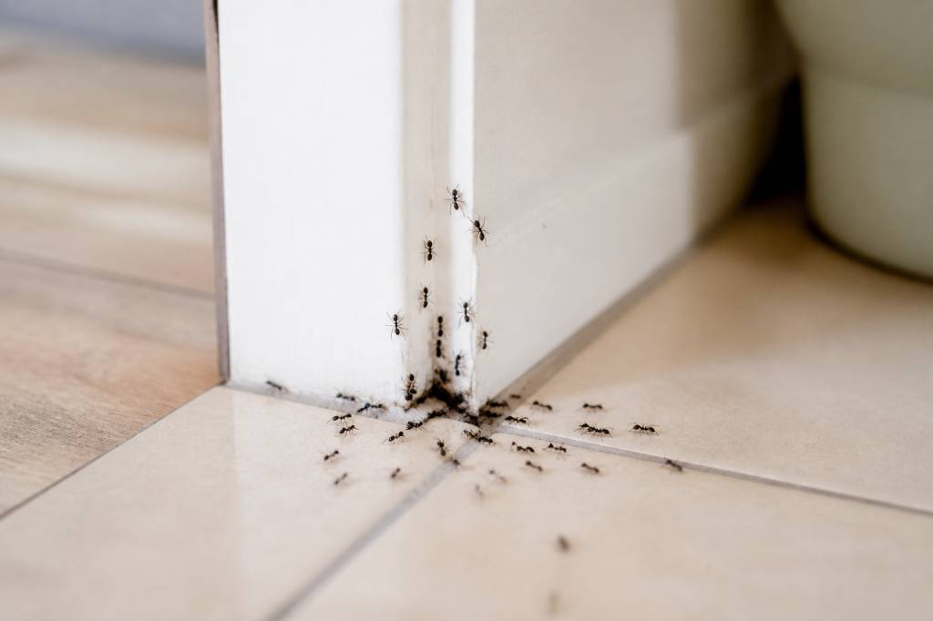 Comment éloigner les fourmies de la maison naturellement et efficacement