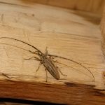 Capricorne bébé : comment identifier et traiter cet insecte dans une maison en bois