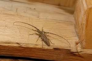Capricorne bébé : comment identifier et traiter cet insecte dans une maison en bois