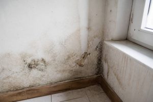 Appartement humide : causes, solutions et conseils pour assainir votre logement