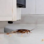 Cafards cause : quelles sont les principales raisons de leur présence dans une maison ?