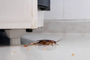 Cafards cause : quelles sont les principales raisons de leur présence dans une maison ?
