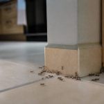 Astuces contre fourmis : 10 solutions efficaces pour protéger votre maisonાન્ય