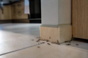Astuces contre fourmis : 10 solutions efficaces pour protéger votre maisonાન્ય