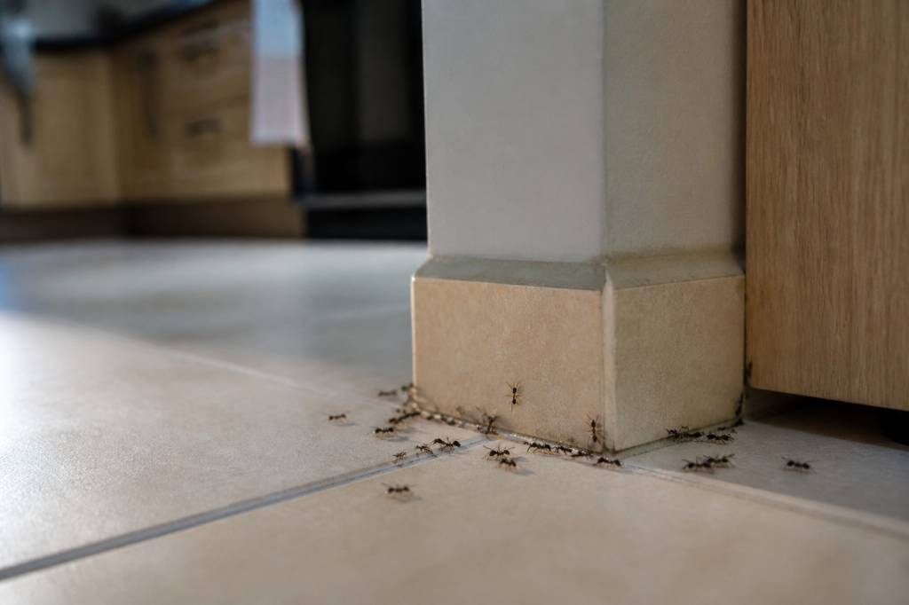 Astuces contre fourmis : 10 solutions efficaces pour protéger votre maisonાન્ય