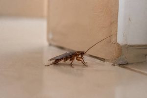 Cafards en France : comment les reconnaître et s’en débarrasser efficacement