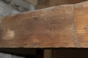 Bois vrillette : comment identifier et traiter une infestation du bois en profondeur