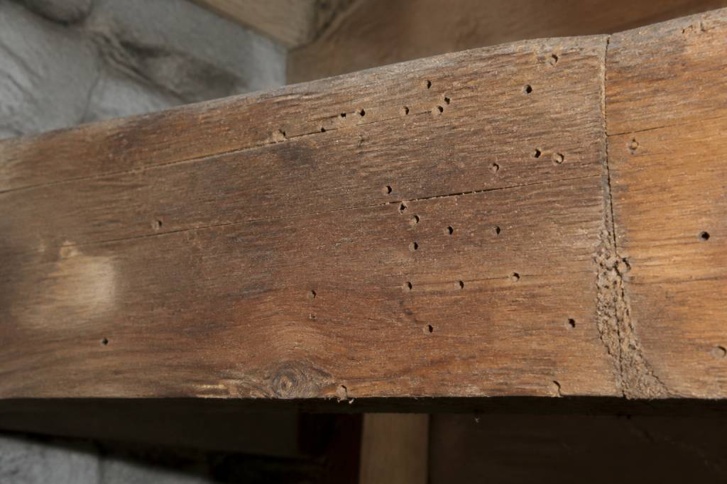 Bois vrillette : comment identifier et traiter une infestation du bois en profondeur