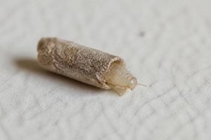Cocon larve poisson d'argent bebe : comment l’identifier et s’en débarrasser