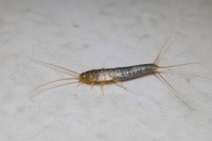 Bête argentée dans la maison : comment s’en débarrasser durablement